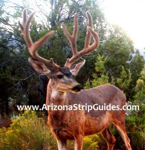 trophy mule deer hunts