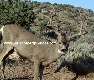 outfitters for trophy mule deer