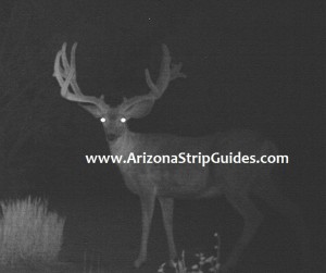 trophy mule deer outfitters