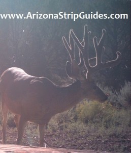 kaibab mule deer
