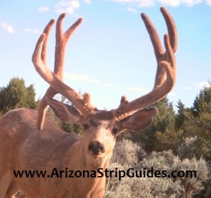 trophy mule deer hunts