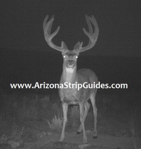 trophy mule deer hunts