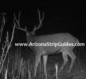 trophy mule deer hunts