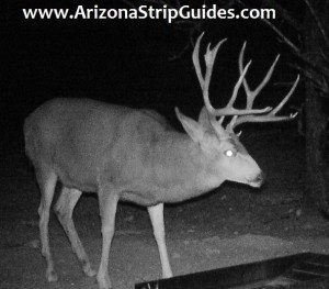 trophy mule deer hunts