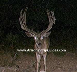 trophy mule deer outfitters