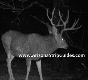 trophy mule deer hunts