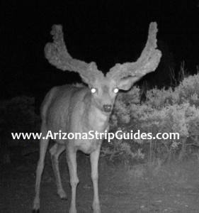 trophy mule deer hunts