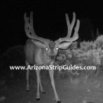 trophy mule deer hunts