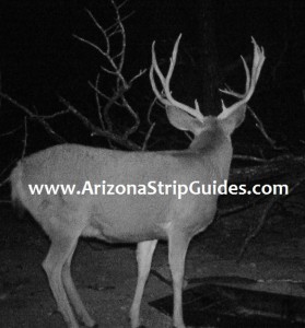 outfitters for trophy mule deer