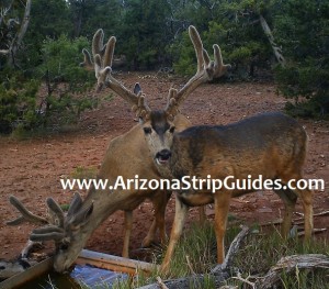 outfitters for trophy mule deer