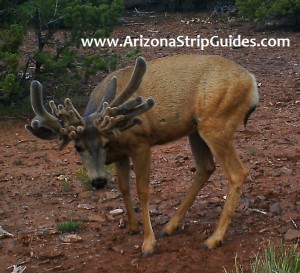 outfitters for trophy mule deer