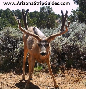 outfitters for trophy mule deer
