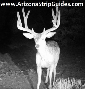 outfitters for trophy mule deer