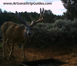 outfitters for trophy mule deer