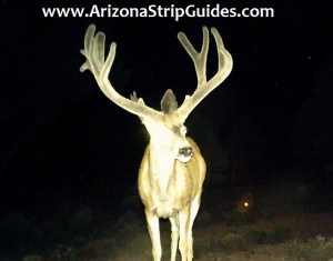 outfitters for trophy mule deer