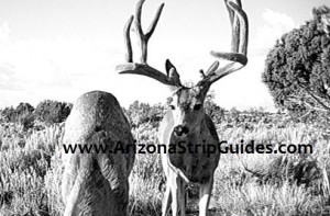outfitters for trophy mule deer