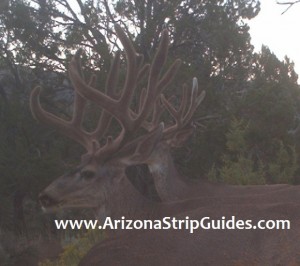 trophy mule deer outfitters