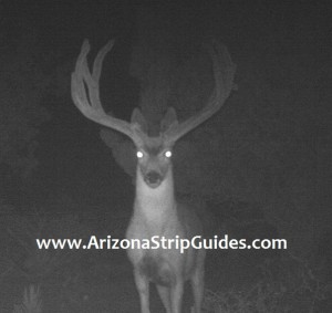 trophy mule deer outfitters