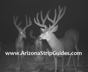 trophy mule deer outfitters