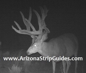 outfitters for trophy mule deer