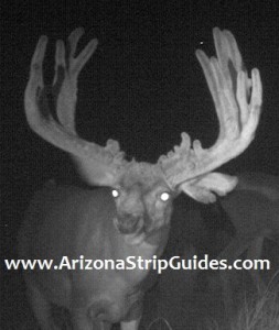 outfitters for trophy mule deer