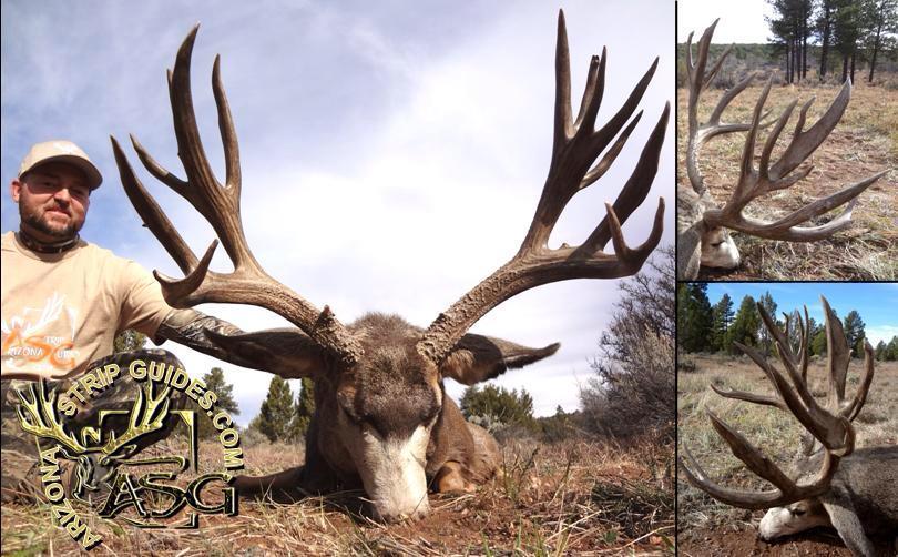 2013 Arizona Mule Deer Hunts